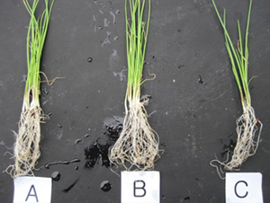 Green Onion