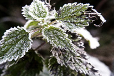 cold, frost, Freeze