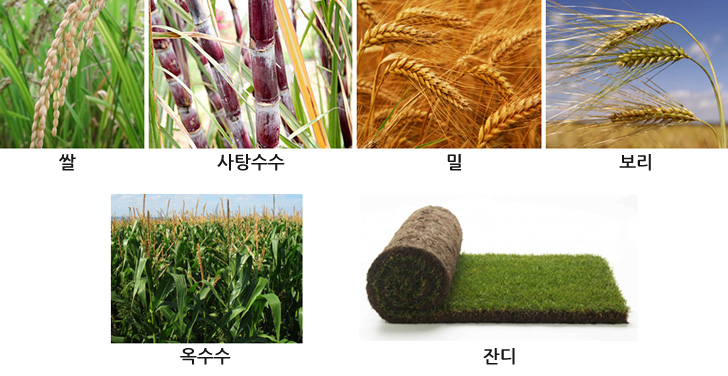 Types of monocot plants